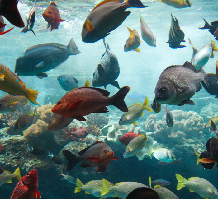 Ocean FAQ Image